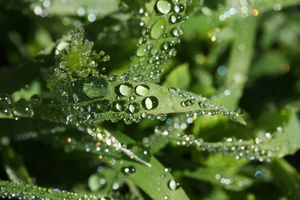 Goccia d'acqua sulla foglia dopo la pioggia — Foto Stock