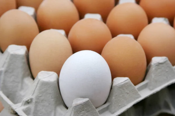 Frische und biologische Eier — Stockfoto