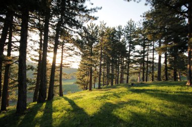 Güzel doğa çam ormanı