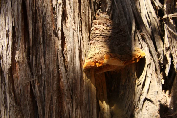 Velká houba na stromě — Stock fotografie