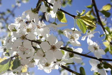 Şube bahar çiçekleri arka plan