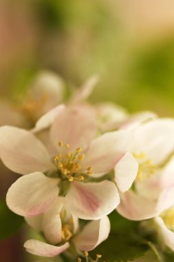Şube bahar çiçekleri arka plan
