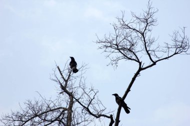Karga ve ağaç arka plan 