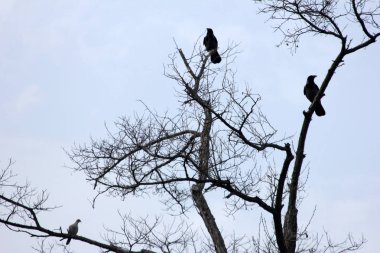 Karga ve ağaç arka plan 