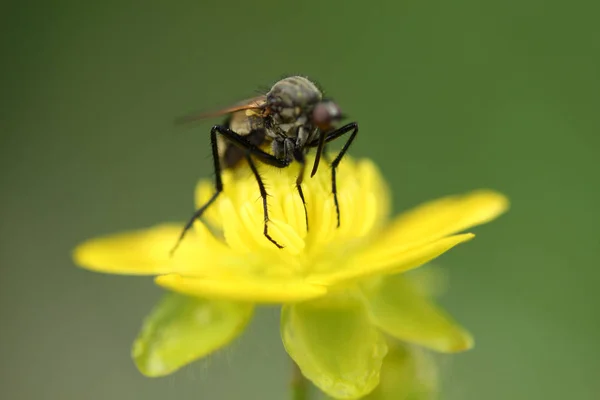 Żółty kwiat i mucha — Zdjęcie stockowe