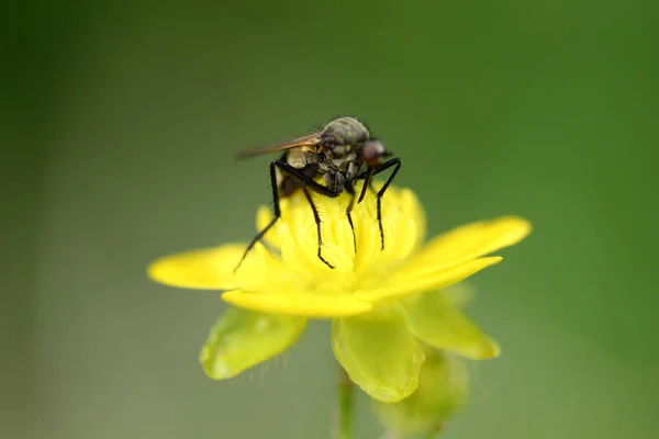 Gele bloem en vliegen — Stockfoto