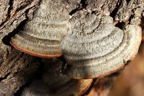 树上的大蘑菇 — 图库照片