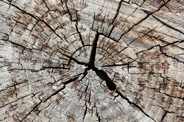Cut tree close plan — Stock Photo, Image