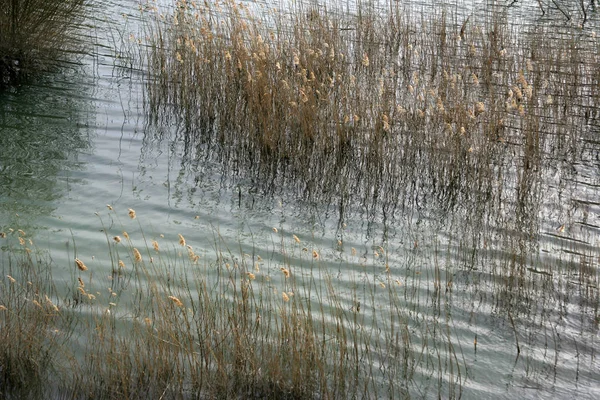 Riet in het meer — Stockfoto