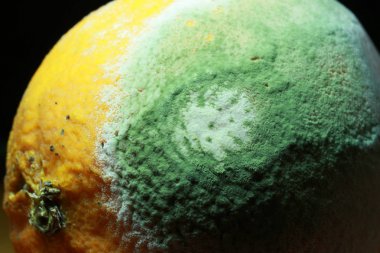 Küflenmiş limon arka plan