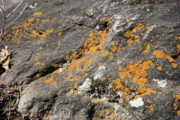 Pietra con lichene (sfondo ) — Foto Stock
