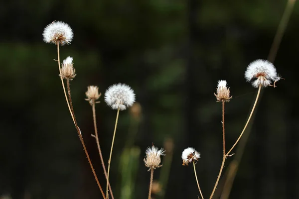 Dandelion on dark ground — Stock Photo, Image