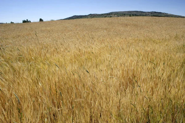 Yellow wheat field background — Stock Photo, Image