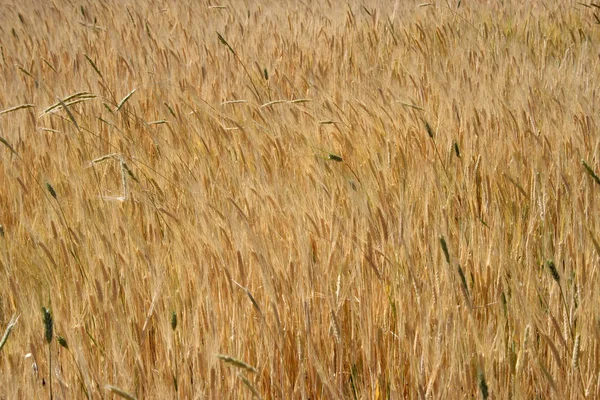 Fondo de campo de trigo amarillo — Foto de Stock