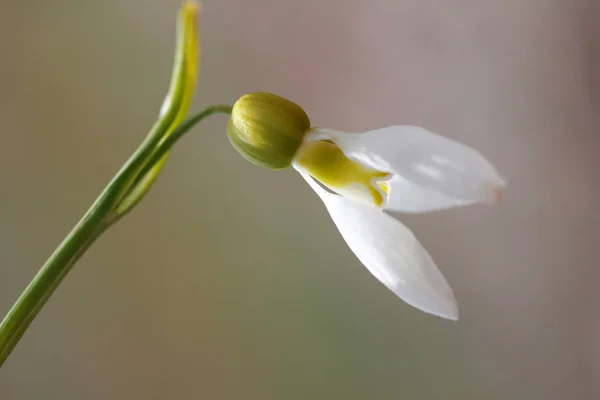 Snowdrops άνοιξη — Φωτογραφία Αρχείου