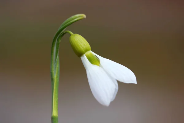 Sneeuwklokjes in het voorjaar — Stockfoto