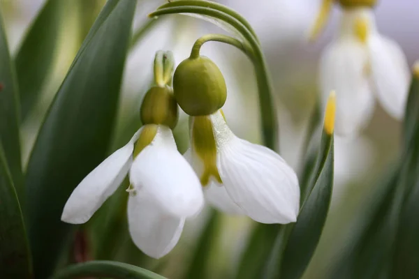 Snowdrops άνοιξη — Φωτογραφία Αρχείου