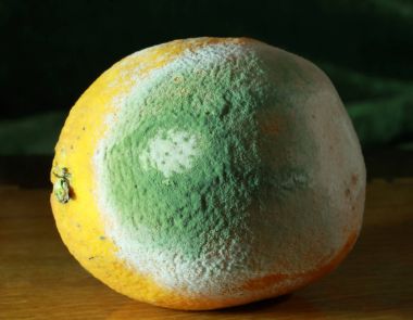 Küflü ve çürük limon