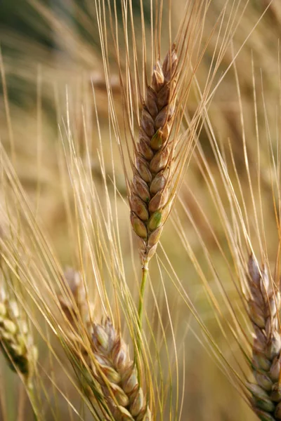 Зрізати жовті поля пшениці — стокове фото