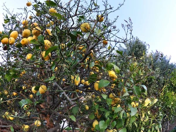Kypsä sitruunat sitruunapuussa — kuvapankkivalokuva