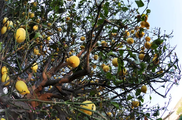 Mogna citroner i trädet — Stockfoto