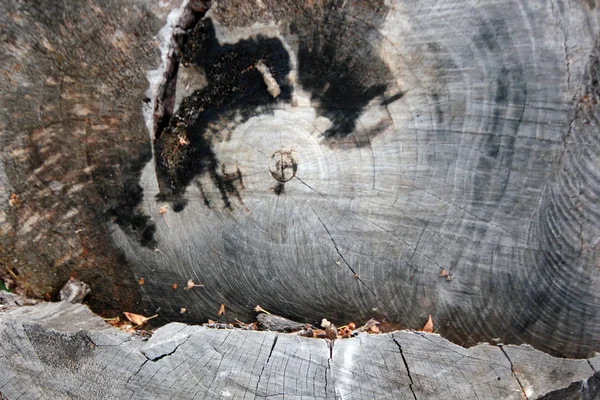 木の幹のクローズ アップ — ストック写真