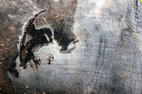 Close-up of tree trunk — Stock Photo, Image