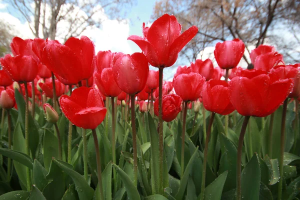 Tulipani in giardino — Foto Stock