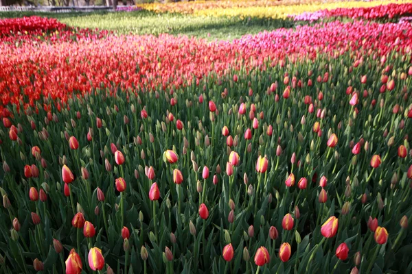 Tulipani in giardino — Foto Stock