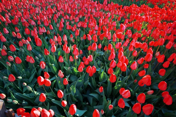 Tulipaner i hagen – stockfoto