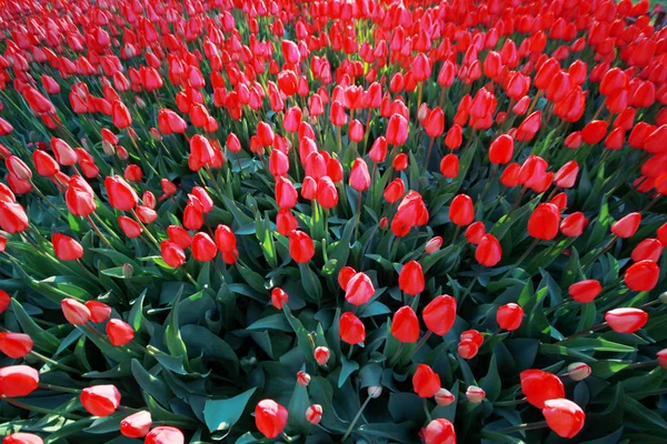 Tulipani in giardino — Foto Stock