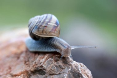 Üzerinde taş slug