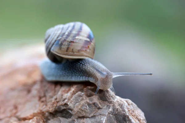 On the stone slug — Stock Photo, Image