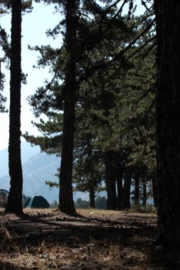 Çam ağaçları orman kampı 