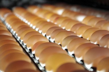 Paket tavuk çiftliğinde yumurta 