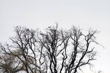 Bir kış gününde kar 