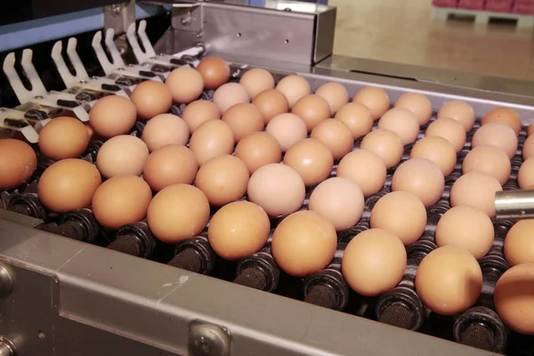 Huevos de granja de pollos en el paquete — Foto de Stock