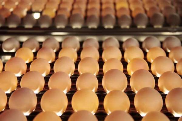 Eier von Hühnerfarm im Paket — Stockfoto