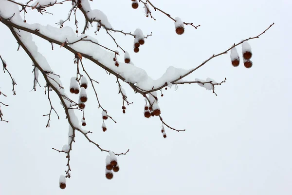 Neve em um dia de inverno — Fotografia de Stock