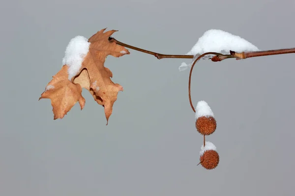 Neve no cone — Fotografia de Stock