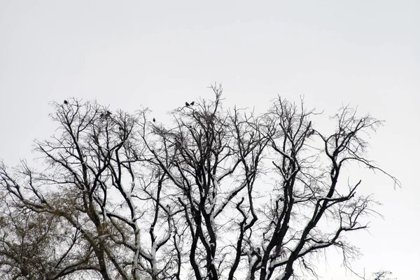 Nieve en un día de invierno — Foto de Stock