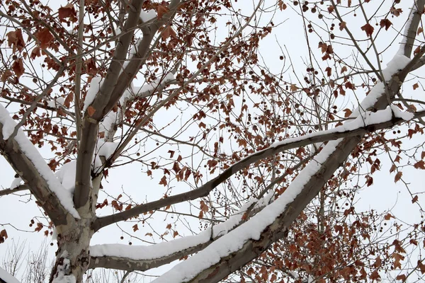 Χιόνι σε μια μέρα του χειμώνα — Φωτογραφία Αρχείου