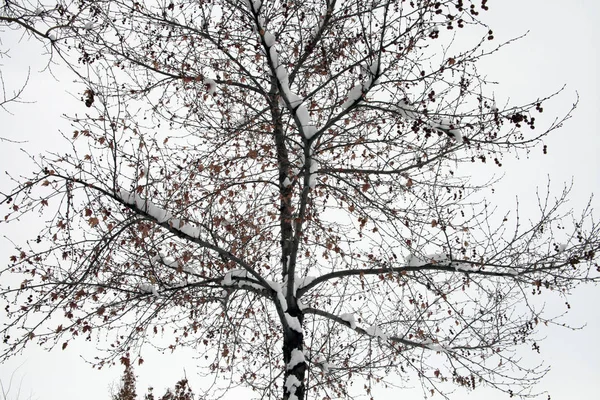 Nieve en un día de invierno — Foto de Stock