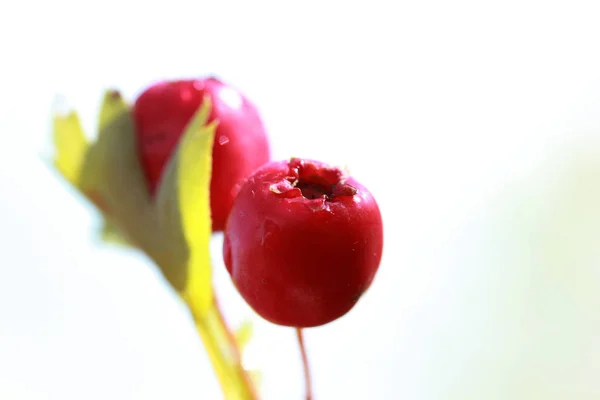 Червона журавлина на гілці — стокове фото