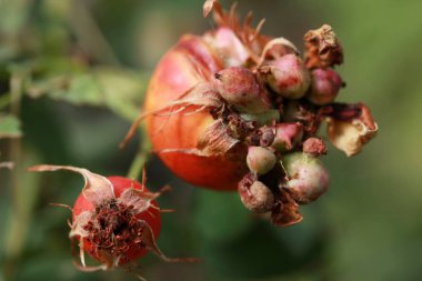 Olgun kırmızı kuşburnu 
