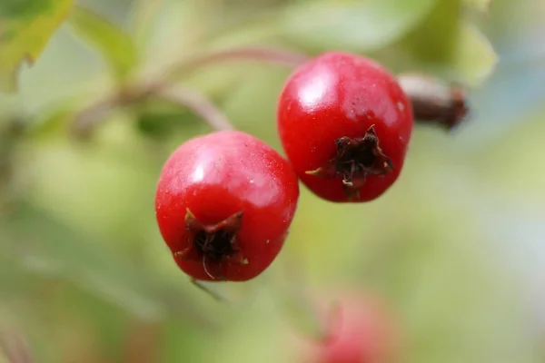 Red cranberry di cabang — Stok Foto