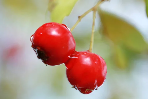 Dal üzerinde kırmızı kızılcık — Stok fotoğraf