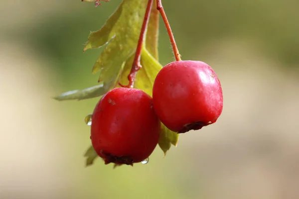 Dal üzerinde kırmızı kızılcık — Stok fotoğraf