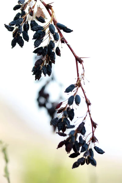 Fruto selvagem na baga de mirtilo de outono — Fotografia de Stock