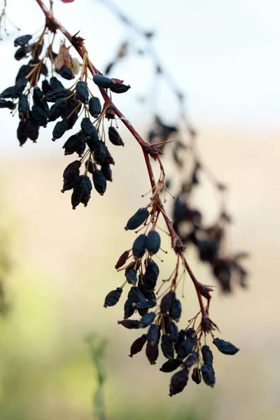 Wild fruit in the fall bilberry-fruit — Stock Photo, Image